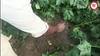 Ace Potato Variety | 56 Days | Aligarh, UP / एस (Ace) आलू किस्म | 56 दिन | अलीगढ़, यूपी