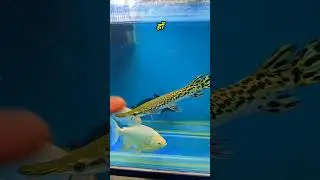 Tankmates of alligator gar, Which fish can keep with alligator gar #alligator #alligatorgar #syed