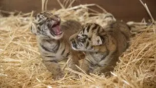 Dreamworld has welcomed two tiger cubs to Tiger Island