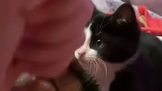 Today i'm playing rock paper scissor with my cat - meme