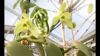 Vanilla Orchid Time Lapse