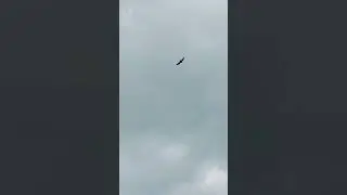 Flying low!#inthesky#lookingatbird #flyingbird#birdsounds#birdflyinglow #lifescience2025#lookuptosky
