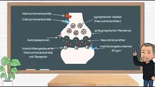 Die Vorgänge an einer Synapse - am Beispiel der cholinergen Synapse