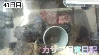 カサゴの飼育日記始めました🐟41日目