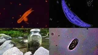 Riverbed Microscopic Life