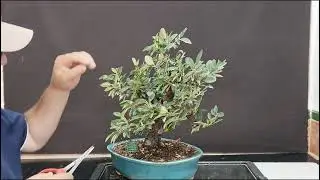 @cotoneaster,pinzado #bonsaiaficionado &uacute;nete al canal🔔🌳#manolofelix #bonsai 