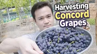 Masayang Pag-Harvest Ng Mga Concord Grapes dito sa Rudhil's Vinery 🍇