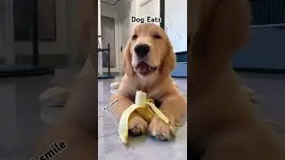Dog is eating banana.... #reels #dog #eat #banana #shorts #youtubeshorts #funny #cute #viralvideo