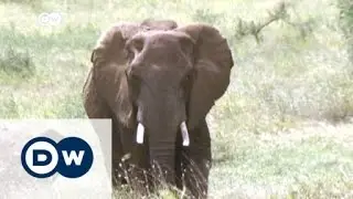 eco@africa makes debut on DW | DW News