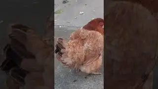 Hen laid egg|Hen lays 2 eggs in a day