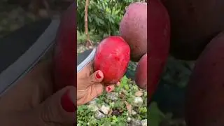 Beautiful Red Mango Cutting Sweet Mangoes And Fresh Fruit Cutting 🥭🍊 #mango #shorts