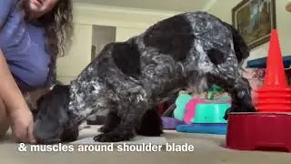 Front leg strengthening exercise, shoulder, elbow beginner. Canine conditioning
