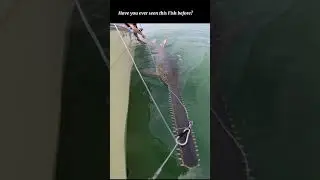 Sawfish.#shorts #shortsfeed #sawfish #fish #seaanimals #youtubeshorts #wildanimals #viral