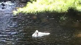 Beautiful swan flapping wings🦢🦢