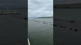 King Tides in West Marin today. The boatel in Inverness underwater.