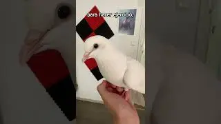 MI PALOMA EST&Aacute; A DIETA #pigeon  #paloma  #mascotas  #petpigeon