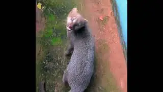 jaguarundi the strangest cat #shorts @wildcatsinfo #wildcats #youtubeshorts