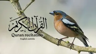 Quran recitation| Live stream | #livestream #egzonibrahimi #quranictranslation