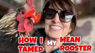 How to Tame a Mean Rooster | 5 minute fix! 🐓