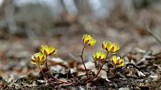 한국의 야생화 - 복수초(Adonis amurensis)