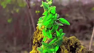 Sone👀🫣😱🏜️🌴🌳🏞️ ka pahad 