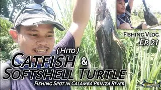 Catfish and softshell turtle | Fishing spot in Prinza river Calamba Ep.21