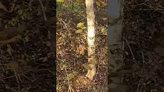 Nothing like Illinois public land! #deerhunting #hunting #outdoors #wildlife #publiclandhunting#fyp
