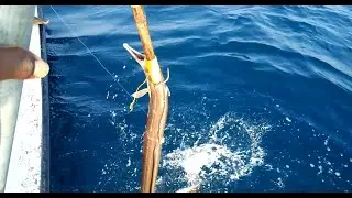 LIVE Line Fishing Adventure! Catching Fish the Old School Way 🎣 | AshotsLive #shorts