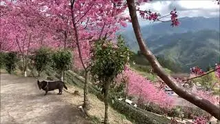 Xiao Hei, we met in Taiwan trip 2019 @ Forest Hill Family Farm 山上人家森林農場 & she'd grown up(26.02.2020)