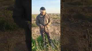تين العبيد في العراق 🇮🇶 