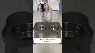 This fixes my dog's eating problem!!