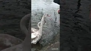 Три серых лебедя.