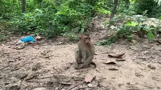 monkeys relaxed after lunch.