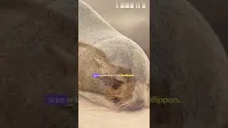 How do sea lions sleep? | Lets find out something amazing about them | #subscribe #fact #youtube