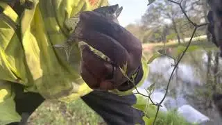 Pond Stocking crappie, catfish and sunfish