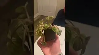 HELP!! How can I save my plant?? #plant #peperomia #help #houseplants