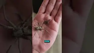 &iquest;Por qu&eacute; las ara&ntilde;as encogen sus patitas al morir?