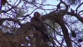 Spotted Harrier and White-winged Choughs