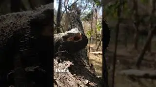 How many Bearded Dragons can I find in 10 minutes? 🦎