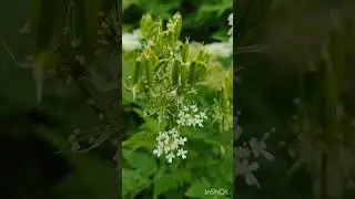 Jedl&aacute; aromatick&aacute; čechřice vonn&aacute;, Aromatic sweet cicely