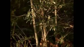 Casey Golden - Immortals 1 (music video)
