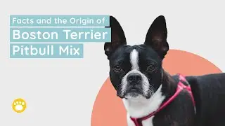 Facts and Origin of the Boston Terrier Pitbull Mix