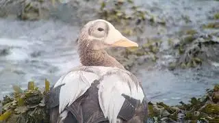 Spectacled Eider / Brileider Texel