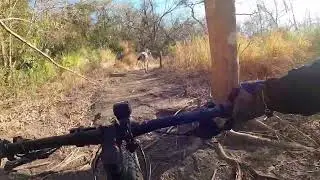 Trail Horse