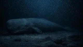 741Hz + 852Hz 🐋 Whale of the Cosmos &bull; Ancestral Echo &bull; Inner Voice &bull; Deep Peace &bull; Transformation