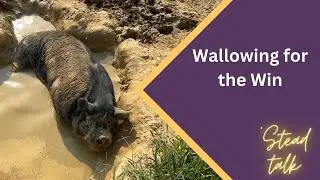 Why do pigs wallow?