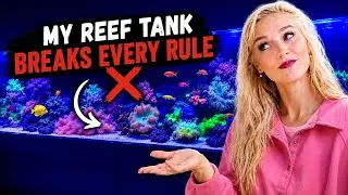 My Reef Tank Shouldn’t Exist… Apparently 