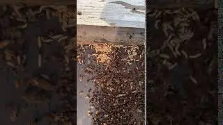 Small Hive Beetle Larva on Bottom Board