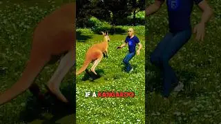 How To Survive A Kangaroo Attack 😮