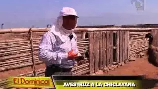 Avestruz a la chiclayana: aves gigantes en el norte del país
